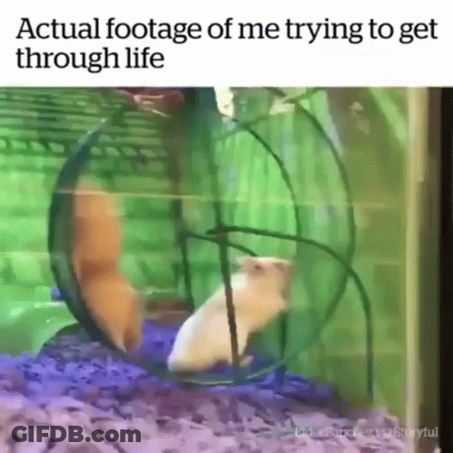 A Hamster Is Running In A Hamster Wheel With A Caption That Says ' Actual Footage Of Me Trying To Get Through Life ' GIF