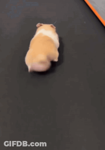 A Hamster Is Running On A Treadmill With Its Tail Visible GIF