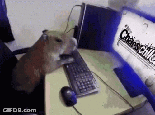 A Hamster Is Sitting At A Desk In Front Of A Computer Keyboard . GIF