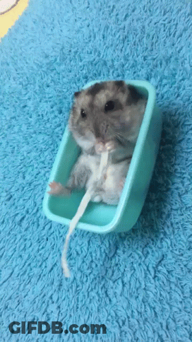 A Hamster Is Sitting In A Blue Container On A Blue Rug . GIF