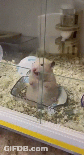 A Hamster Is Sitting In A Cage With A Bowl Of Food In Its Mouth . GIF