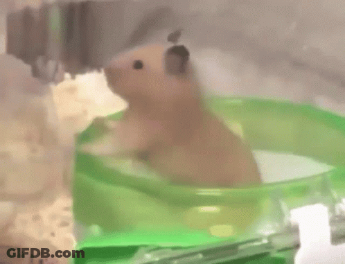 Hamster Sitting In Green Water Bowl GIF