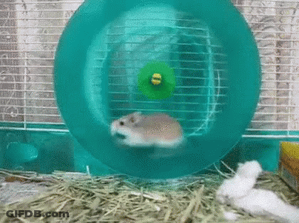 A Hamster Is Sitting In A Hamster Wheel In A Cage . GIF