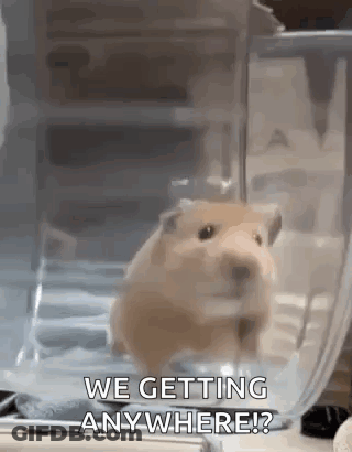 A Hamster Is Sitting In A Plastic Container And Looking At The Camera . GIF