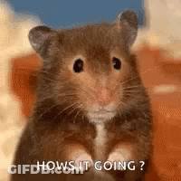 A Hamster Is Sitting On Its Hind Legs And Looking At The Camera . GIF