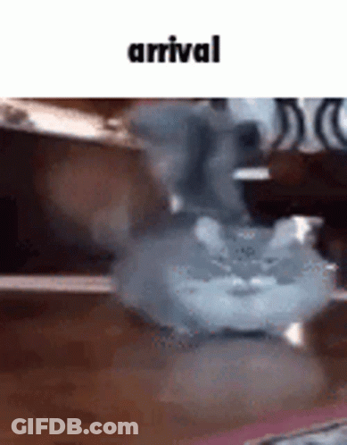 Hamster Sitting On Table Next To Bowl GIF