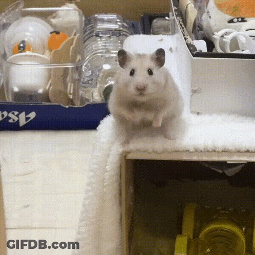 A Hamster Is Standing In Front Of A Box Which Says Psa GIF