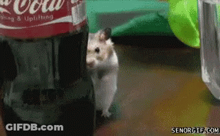 A Hamster Is Standing In Front Of A Coca Cola Bottle GIF