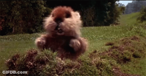 A Hamster Is Standing In The Grass With Its Mouth Open . GIF