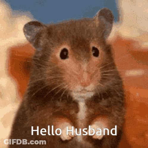A Hamster Is Standing On Its Hind Legs And Says Hello Husband . GIF