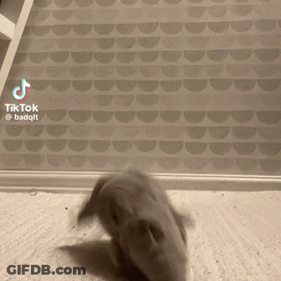 A Hamster Is Walking On The Floor In Front Of A Wall With A Tiktok Watermark GIF