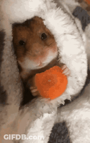 Hamster Wrapped In Blanket Holding Orange GIF