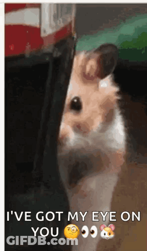 A Hamster Peeking Out From Behind A Person 'S Leg With A Caption That Says I 'Ve Got My Eye On You GIF