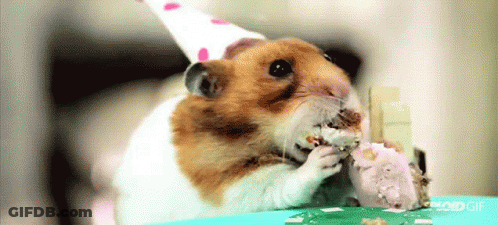 A Hamster Wearing A Birthday Hat Is Eating A Piece Of Cake GIF