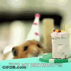 A Hamster Wearing A Party Hat Is Looking At A Small Cake . GIF