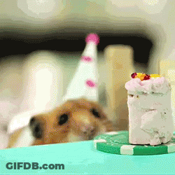 A Hamster Wearing A Party Hat Looks At A Small Cake On A Table GIF