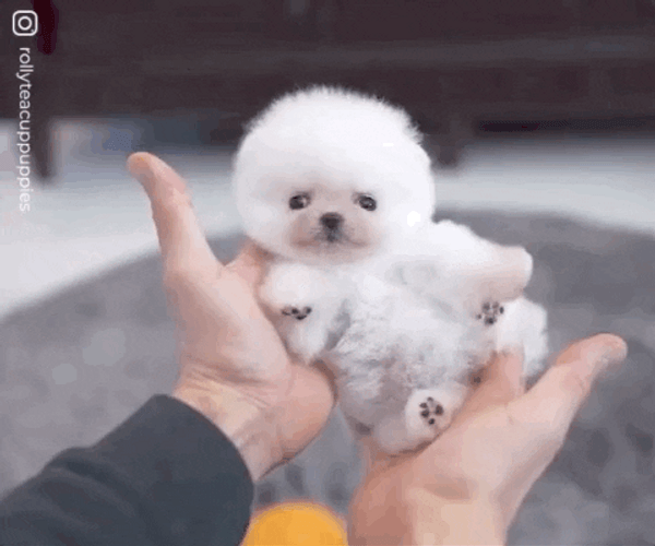 A Hand Holding A Teacup Dog GIF