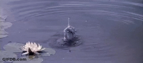 A Hand Is Sticking Out Of The Water Next To A Lotus Flower GIF
