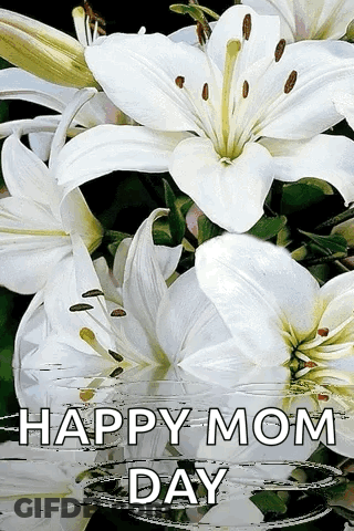A Happy Mom Day Card With White Lilies And The Words Happy Mom Day GIF