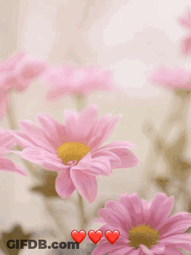 A Happy Mother 'S Day Card With Pink Flowers And Three Hearts GIF