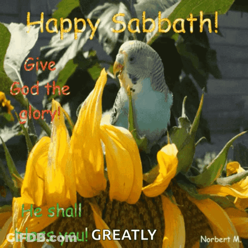 A Happy Sabbath Greeting Card With A Parakeet And Sunflowers GIF