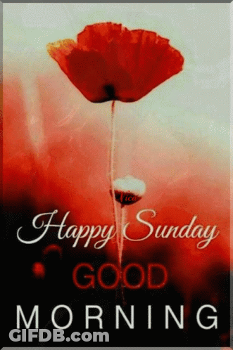 A Happy Sunday Good Morning Card With A Red Flower In The Background GIF
