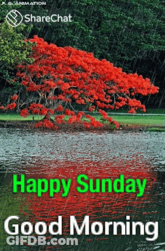 A Happy Sunday Good Morning Greeting Card With A Red Tree In The Background GIF