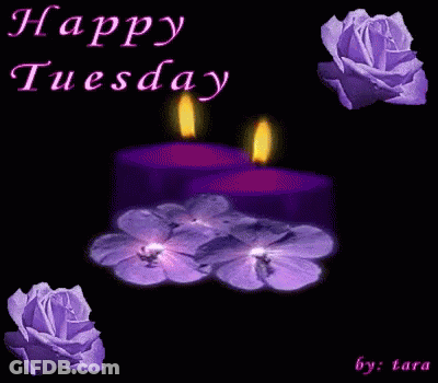 A Happy Tuesday Card With Purple Roses And Candles GIF
