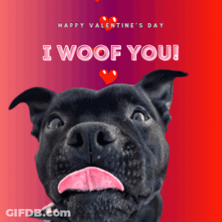 A Happy Valentine 'S Day Greeting Card With A Black Dog Sticking Out Its Tongue GIF