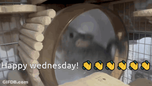 A Happy Wednesday Greeting With A Picture Of A Hamster GIF