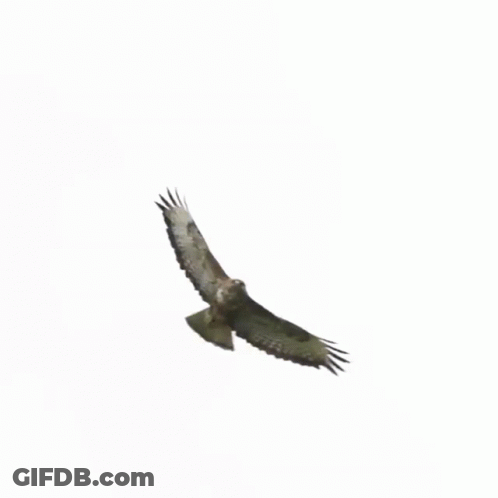 A Hawk Is Flying In The Air With Its Wings Spread . GIF