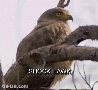 A Hawk Is Perched On A Tree Branch With The Words `` Shock Hawk '' Written On The Bottom . GIF