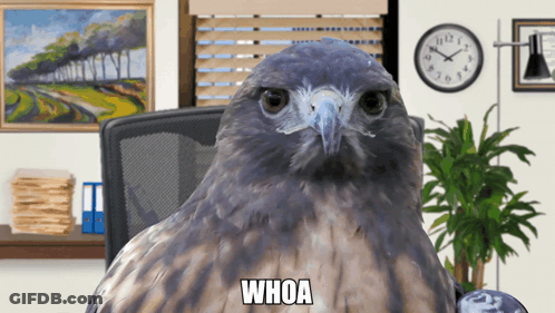 A Hawk Sits In A Chair In Front Of A Clock With The Word Whoa On It GIF