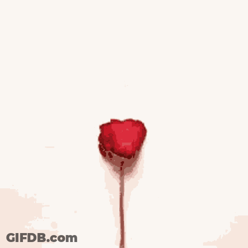 A Heart Made Of Red Rose Petals On A White Surface GIF