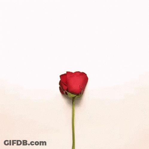 A Heart Made Of Rose Petals On A White Background . GIF