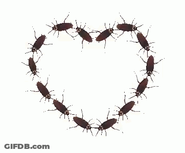 A Heart Made Out Of Cockroaches On A White Background . GIF
