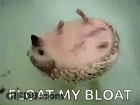 A Hedgehog Is Floating In A Bathtub With The Words `` Float My Bloat '' Written Above It . GIF