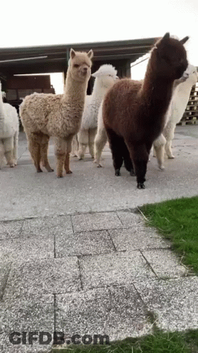 A Herd Of Alpacas Standing On A Sidewalk In A Field . GIF