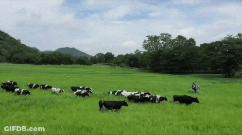 A Herd Of Black And White Cows Grazing In A Grassy Field GIF