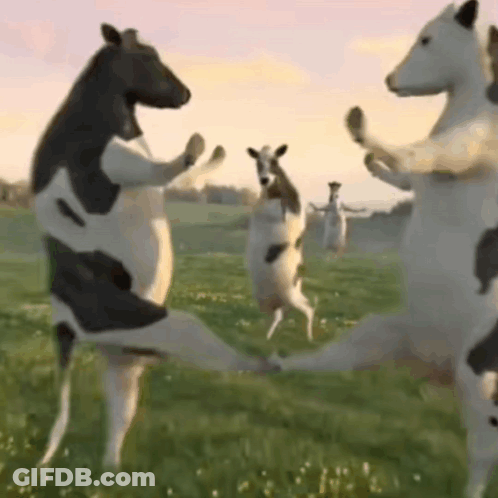 A Herd Of Cows Standing On Their Hind Legs In A Grassy Field . GIF