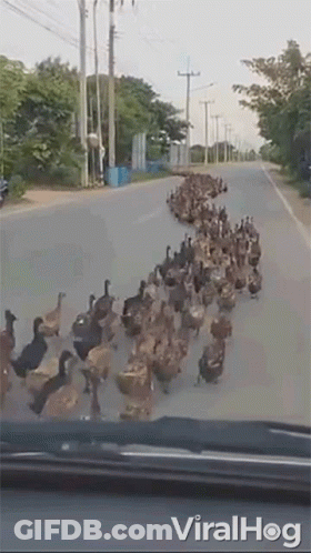 A Herd Of Ducks Are Walking Down A Street . GIF