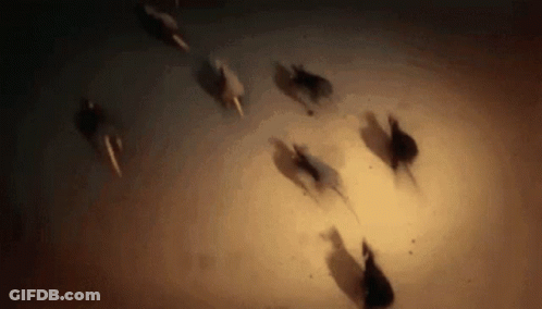 A Herd Of Horses Running In A Circle In The Dark . GIF