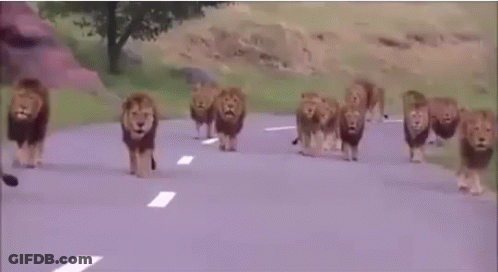 A Herd Of Lions Are Walking Down A Road In The Wild . GIF