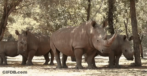 A Herd Of Rhinos Standing Next To Each Other Under Trees GIF