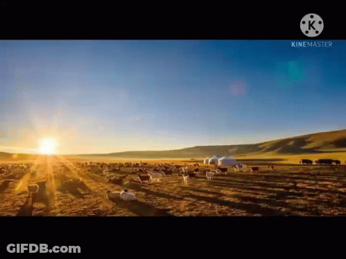 A Herd Of Sheep Are Grazing In A Field With The Sun Setting In The Background . GIF