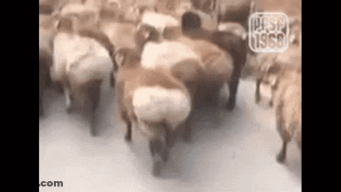 A Herd Of Sheep Are Walking In The Snow GIF
