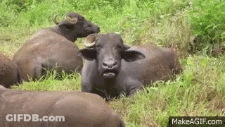 A Herd Of Water Buffalo Are Laying In The Grass And Looking At The Camera . GIF