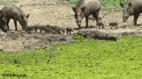 A Herd Of Wild Boars Standing Next To A Crocodile In A Muddy Field . GIF