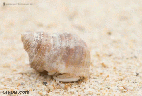 A Hermit Crab In A Shell On A Sandy Beach GIF