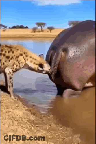 A Hippo And A Giraffe Are Drinking Water From A Lake GIF